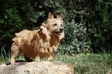 NORWICH TERRIER 033